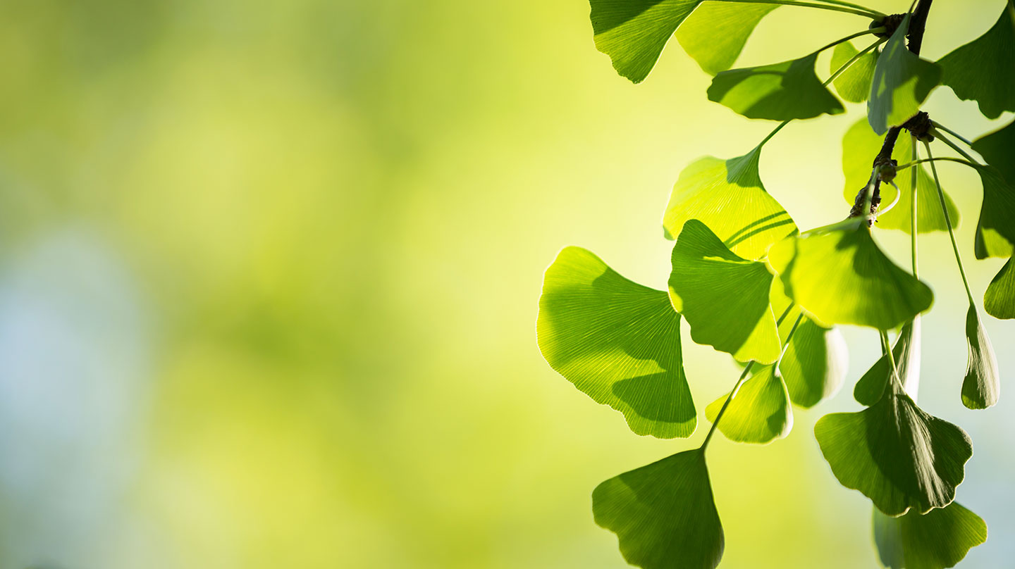 Ginko Biloba Ekstrakt – Starodavni eliksir za možgane in kroženje