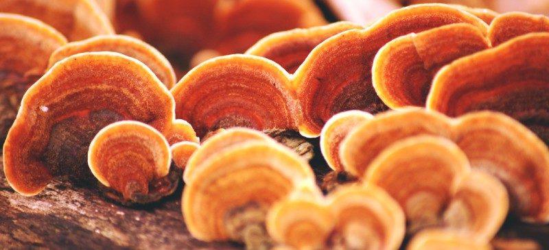 Spoznajte reishi gobo (Ganoderma lucidum), tradicionalno vzhodnoazijsko superživilo, cenjeno zaradi svojih adaptogenih in antioksidativnih lastnosti.